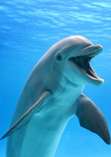 PIC BY A L STANZANI / ARDEA / CATERS NEWS - (PICTURED: A Bottlenose dolphin laughing) - These comical creatures are clearly up FUR a laugh in these sidesplitting images which show a variety of ecstatic animals enjoying a good old chuckle. The hilarious snaps, taken by a whole host of photographers from around the globe, prove life in the jungle is most definitely jolly, as creatures from an orangutan to a elephant seal are pictured mid-laugh. A cheery chimpanzee can be seen sporting a toothy grin as he enjoys life at Chimfunshi Wildlife Orphanage in Zambia. And a pot-bellied pig is clearly tickled pink at his home in Lower Saxony, Germany. In another image an Icelandic horse appears to crack up when he spots a photographers camera, while a chuckling cheetah creases up in Kenya. SEE CATERS COPY