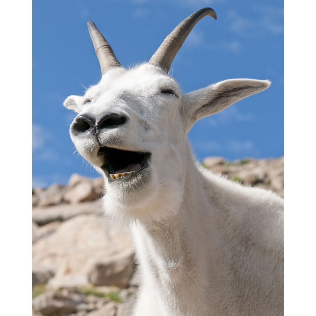 laughing-goat_1995021i