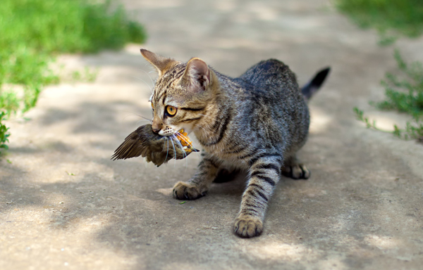 America’s cats kill between 1.3 billion and 4 billion birds in a year, says Peter Marra of the Smithsonian Conservation Biology Institute in Washington, D.C. Some say that declawing cats is one solution to the wholesale killing that endangers birds and small mammals. Here a cat has killed a robin.