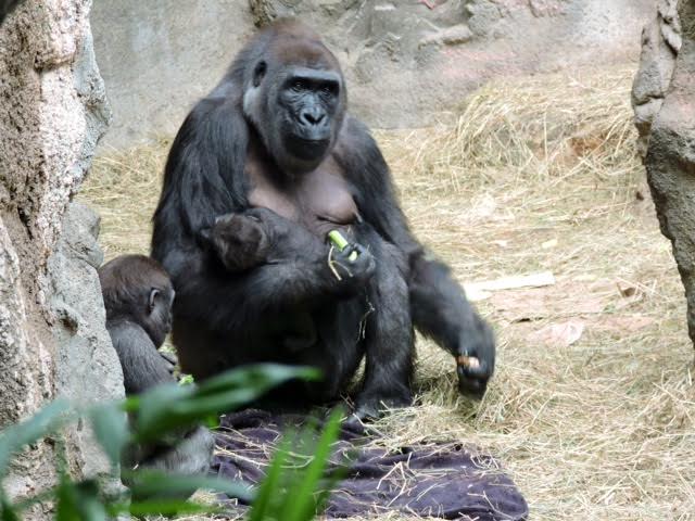 Three Names Proposed For The Buffalo Zoo’s Infant Gorilla
