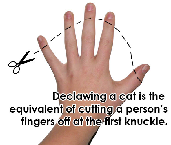 Cat Declawing Ban Gains Support Of Veterinarians Around The State