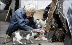 Many animal activists feed feral cats believing it is humane to do so. Are they enabling an exploding cat population?